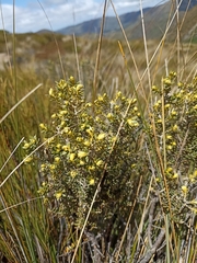 Ozothamnus leptophyllus
