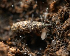 Dryophthorus americanus