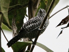 Thamnophilus multistriatus