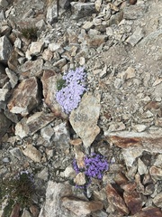 Phlox diffusa
