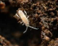 Entomobryidae