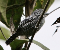 Thamnophilus multistriatus