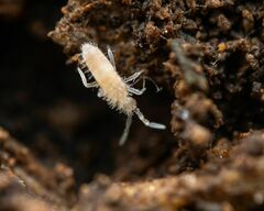Entomobryidae