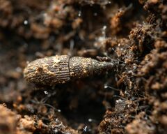 Dryophthorus americanus