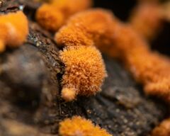 Trentepohlia