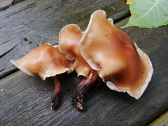 Omphalotaceae