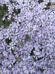 Phlox diffusa