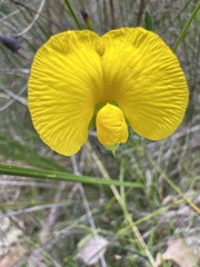 Gompholobium polymorphum