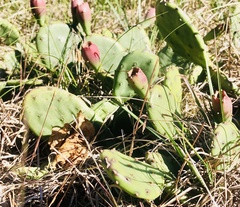 Opuntia humifusa
