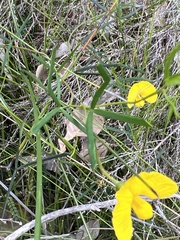 Gompholobium polymorphum