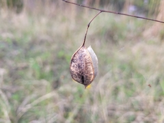 Sesbania vesicaria