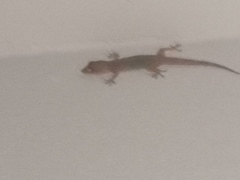 Hemidactylus mabouia