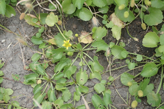 Halerpestes cymbalaria