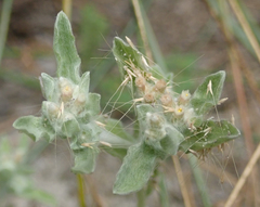 Gnaphalium palustre