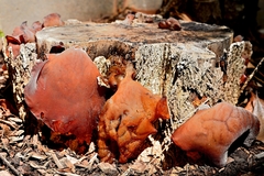 Auricularia cornea