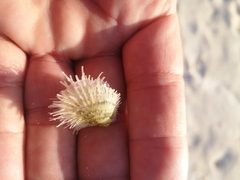 Pterioidea