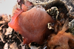 Auricularia cornea