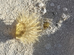 Pterioidea