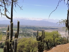 Trichocereus chiloensis