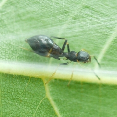 Synemosyna formica