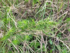 Eupatorium capillifolium