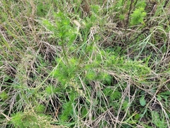 Eupatorium capillifolium