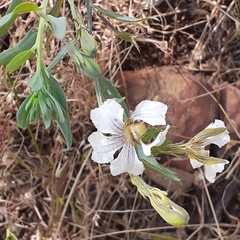 Goodenia albiflora