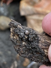 Armadillidium nasatum