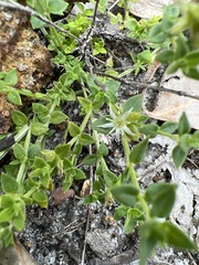 Orianthera serpyllifolia