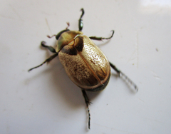 Augoderia nitidula