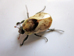 Augoderia nitidula
