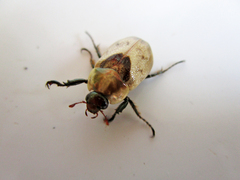 Augoderia nitidula