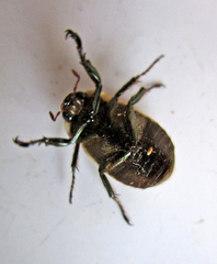 Augoderia nitidula