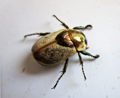 Augoderia nitidula