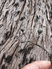 Eucalyptus guilfoylei