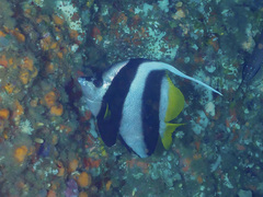 Heniochus acuminatus