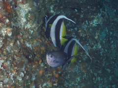Heniochus acuminatus