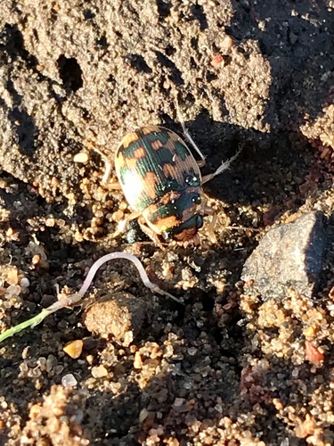 Toothed Round Sand Beetle photo 4