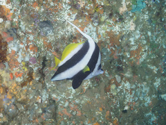 Heniochus acuminatus