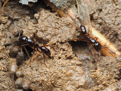 Leptogenys processionalis