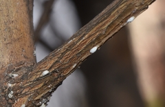 Eriococcus lagerstroemiae