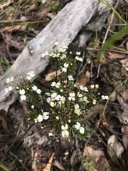 Stylidium rhynchocarpum