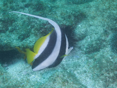 Heniochus acuminatus