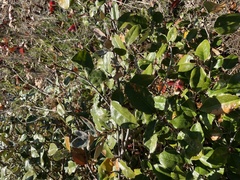 Elaeagnus multiflora