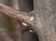 Eriococcus lagerstroemiae