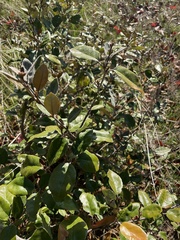 Elaeagnus multiflora