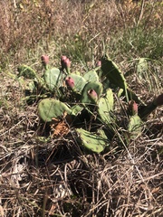Opuntia humifusa
