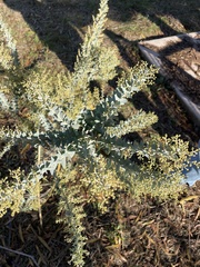 Acacia cultriformis
