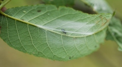 Synemosyna formica