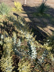 Acacia cultriformis